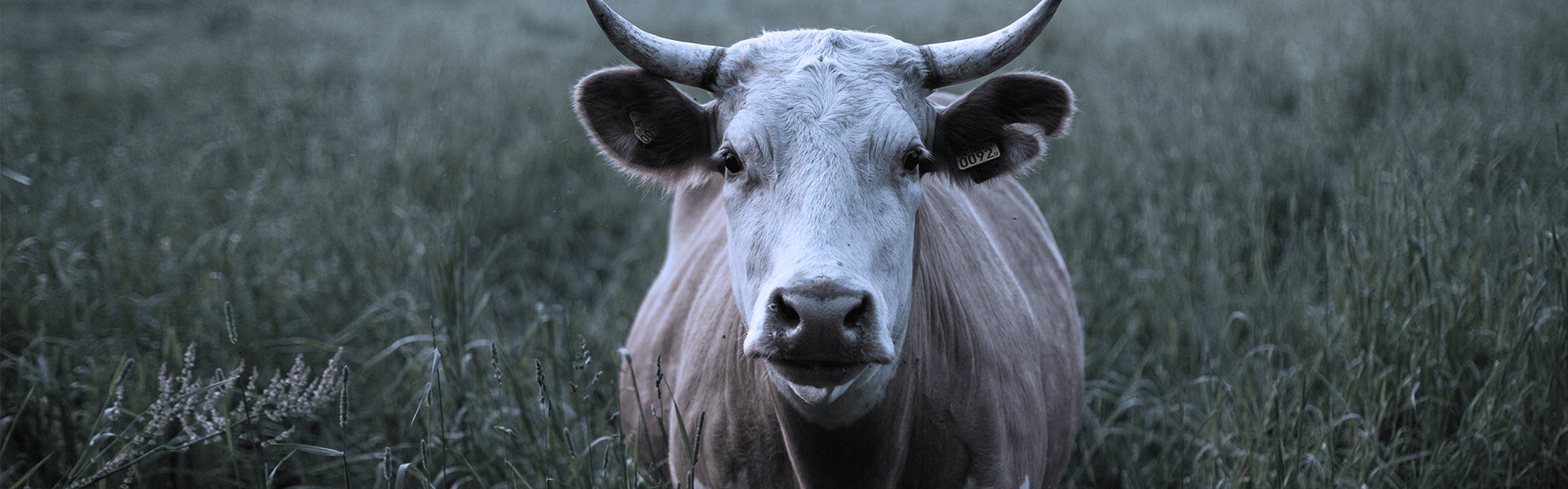 Sentience Institute | 2020 End of Year Summary