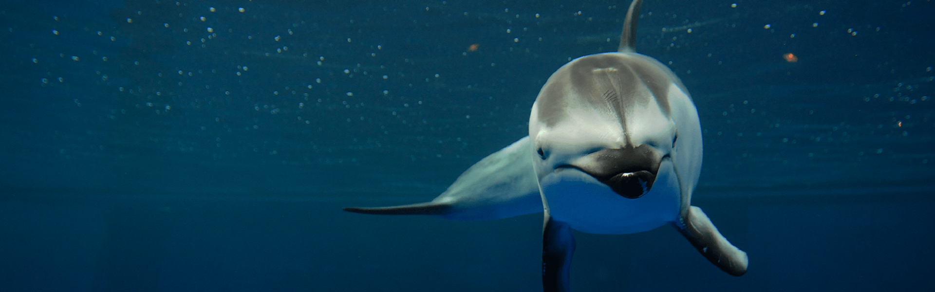 Sentience Institute | Our Perspective